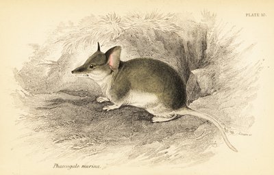 Adi dunnart, Sminthopsis murina. ,1841 (gravür) by Georges Robert Waterhouse