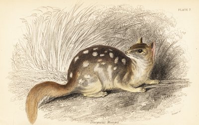 Doğulu, Dasyurus viverrinus. Nesli tükenmekte. ,1841 (gravür) by Georges Robert Waterhouse