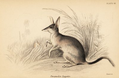 Büyük bilby, Macrotis lagotis. Nesli tükenmekte. ,1841 (gravür) by Georges Robert Waterhouse