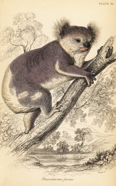 Koala, Phascolarctos cinereus.,1841 (gravür) by Georges Robert Waterhouse