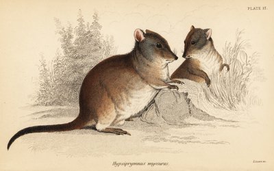 Uzun burunlu potoroo, Potorous tridactylus tridactylus.,1841 (gravür) by Georges Robert Waterhouse