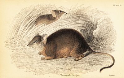 Mardo veya sarı ayaklı antechinus, Antechinus flavipes. ,1841 (gravür) by Georges Robert Waterhouse