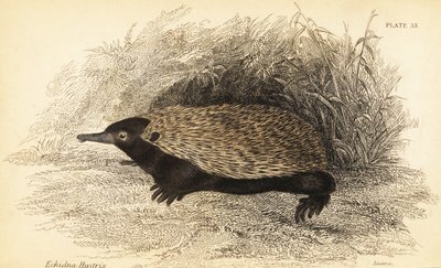 Kısa gagalı echidna, Tachyglossus aculeatus.,1841 (gravür) by Georges Robert Waterhouse