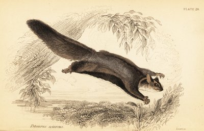Sincap planör, Petaurus norfolcensis.,1841 (gravür) by Georges Robert Waterhouse