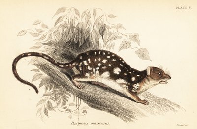 Tiger Quoll, Dasyurus maculatus., 1841 (gravür) by Georges Robert Waterhouse