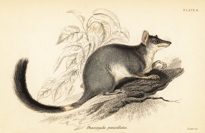 Tuan veya adi wambenger, Phascogale tapoatafa. ,1841 (gravür) by Georges Robert Waterhouse