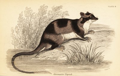 Su opossum veya yapok, Chironectes minimus. ,1841 (gravür) by Georges Robert Waterhouse