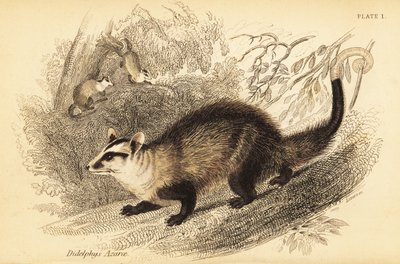 Ak kulaklı opossum, Didelphis albiventris. ,1841 (gravür) by Georges Robert Waterhouse