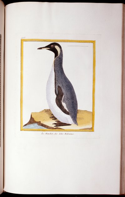 Bir Penguen, Falkland Adaları, "Kuşların Doğal Tarihi"nden, 1770-86 by Georges de Buffon