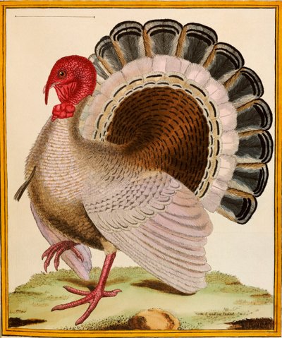 "Histoire Nouvelles des Oiseaux"dan Bir Türkiye, 1771-86 by Georges de Buffon