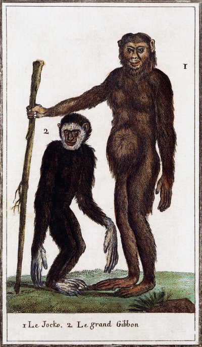 Jocko, şempanze veya jibon, Georges-Louis Leclerc'in Buffon Kontu (1707-1788) tarafından Histoire naturelle illüstrasyon formu, suluboya gravürü by Georges de Buffon