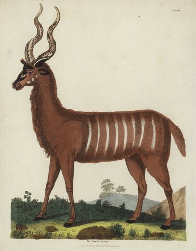 Çizgili Antilop by Georges de Buffon