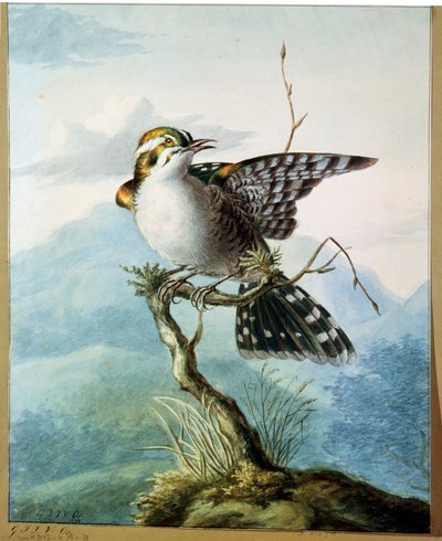 Küçük Bir Kuş, 1798 by Georgius Jacobus Johannes van Os