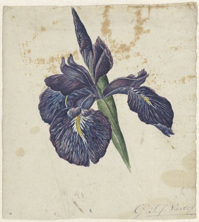 İris by Georgius Jacobus Johannes van Os