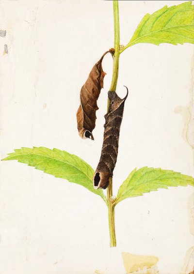 Sfenks Tırtılını Taklit Eden Kıvrılmış Ölü Yaprak..., 20. yüzyılın başlarında. by Gerald H. Thayer