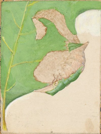 Oak Leaf Edge Caterpillar..., 20. yüzyılın başlarında. by Gerald H. Thayer