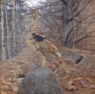 Ormandaki Erkek Ruffed Orman Tavuğu, 1907-08 by Gerald Thayer