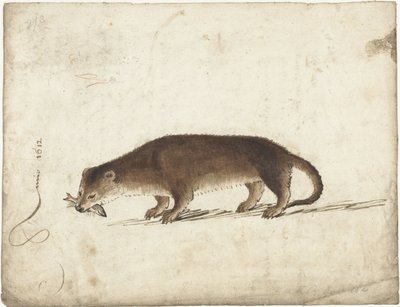Ağzında balık olan su samuru by Gerard ter Borch (I)