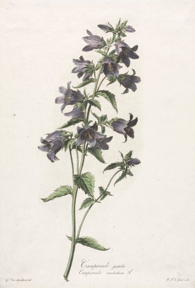 Doğadan alınan çiçekler: Çan çiçeği, c. 1800. by Gerard van Spaendonck
