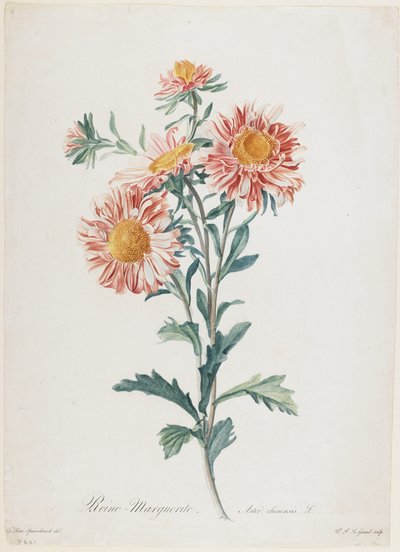 Reine-Marguerite, Fleurs Dessinees d