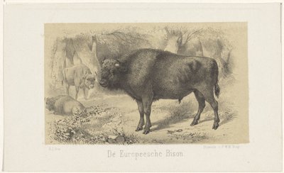Avrupa bizonu Avrupa Bizonu (nesne üzerindeki başlık) by Gerardus Johannes Bos