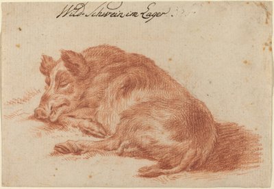 Yaban domuzu by German 18th Century