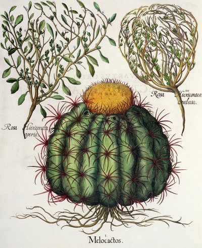 1.Melokactus; 2.Rosa Hiericontea 3.Rosa Hiericontea, Basil Besler