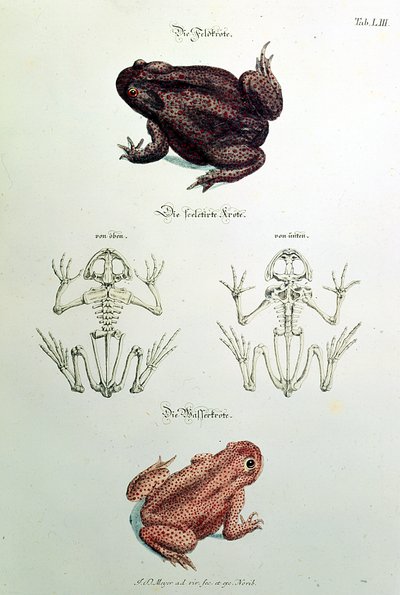 460 fol.1 Kurbağalar, LIII levhası, Johann Daniel Meyer, Nürnberg tarafından 