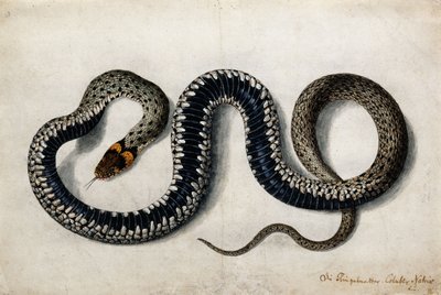 Bir Çim Yılanı, c.1675-1700 by German School