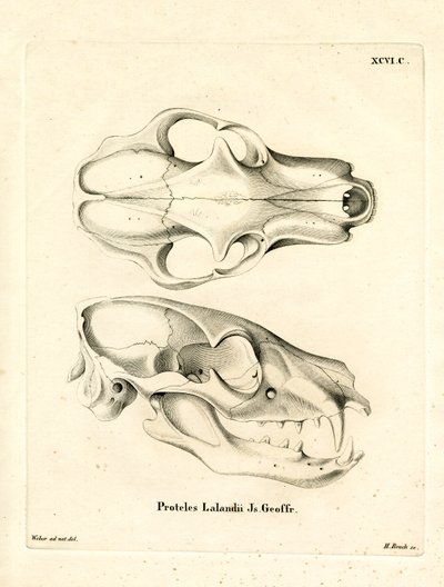 Aardwolf Skul (renkli gravür) by German School