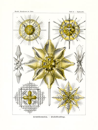 Acanthometra, 1899-1904 by German School
