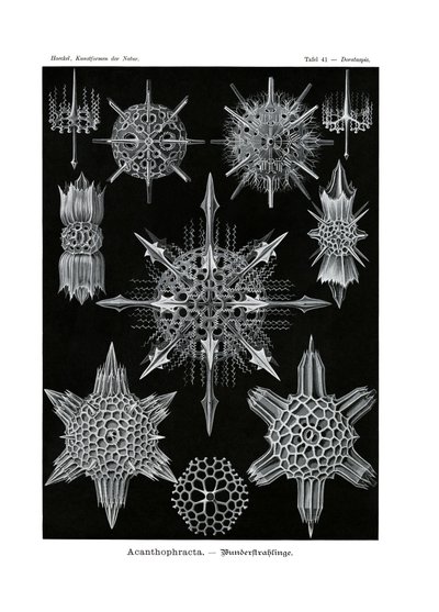 Acanthophracta, 1899-1904 by German School