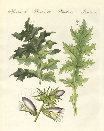 Acanthus bitkileri (renkli gravür) by German School