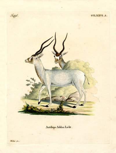 Addax Antilopu (renkli gravür) by German School