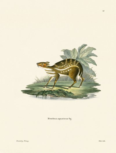 Afrika Chevrotain (renkli gravür) by German School