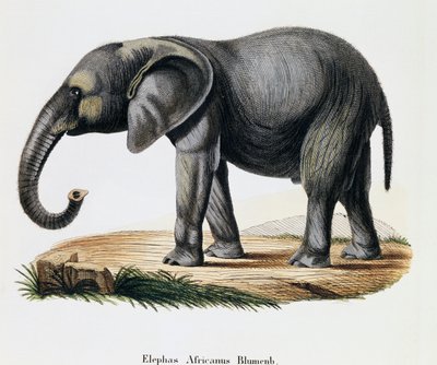 Afrika Fili (Elephas africanus), Memelilerden Doğadan açıklamalarla, Johann Christian Daniel von Schreber (1739-1810), A Fleischmann, Almanya tarafından çizildikten sonra IC Bock tarafından gravür by German School