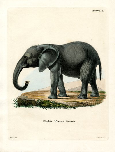 Afrika Fili (renkli gravür) by German School