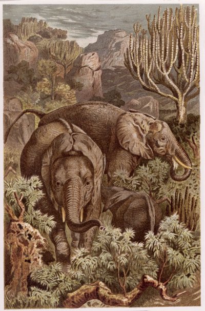 Afrika Fili, Brehms Tierleben