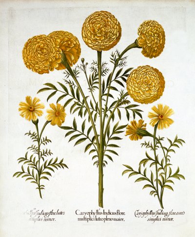 Hortus Eystettensis