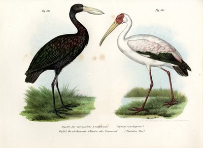 Afrika Açık Gagalı Leylek, 1864 by German School