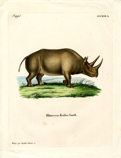 Afrika Gergedanı (renkli gravür) by German School