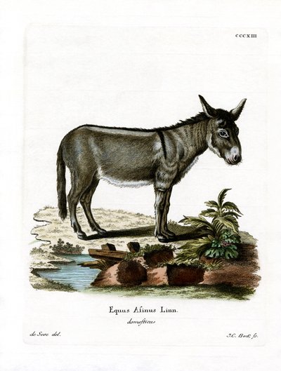 Afrika Vahşi Eşek (renkli gravür) by German School