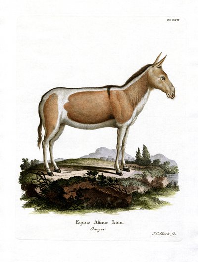 Afrika Vahşi Eşek (renkli gravür) by German School