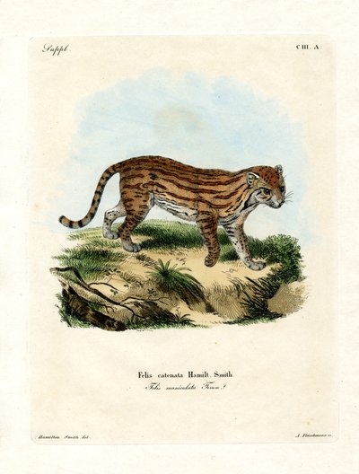 Afrika Vahşi Kedisi (renkli gravür) by German School