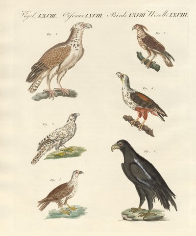 Afrika kuşları (renkli gravür) by German School