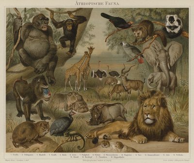 Afrika faunası by German School