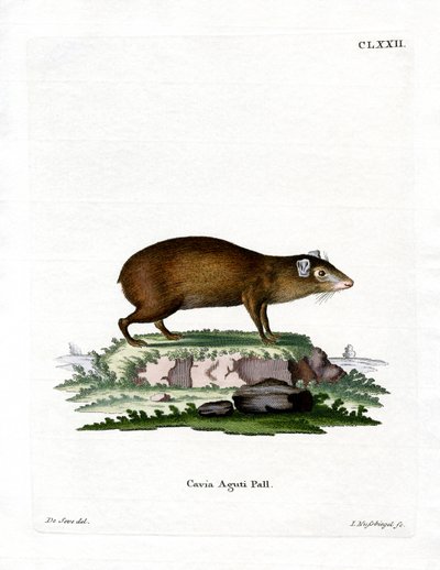 Agouti (renkli gravür) by German School
