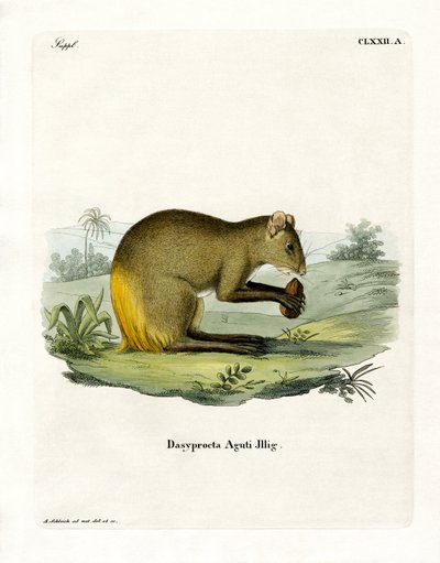 Agouti (renkli gravür) by German School
