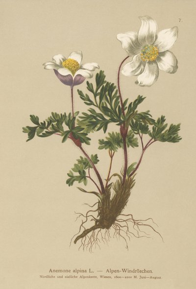Alp Anemon (Anemon alpina, Pulsatilla alpina) by German School