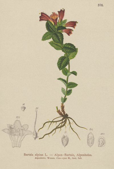 Alp Bartsia (Bartsia alpina) by German School